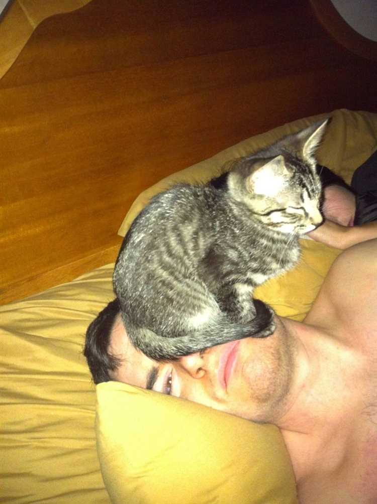 Почему кошки любят сидеть на плече?