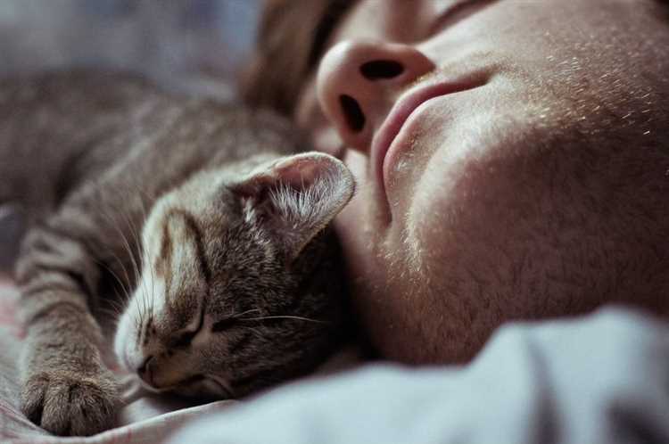 Почему кошки любят спать?
