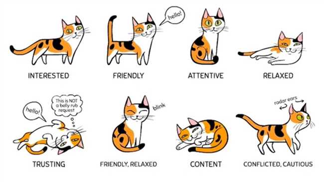 Стиль коммуникации кошек