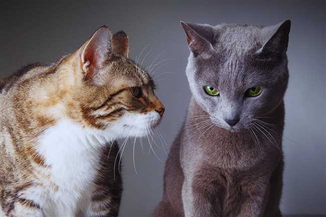 Почему кошки разговаривают с людьми?