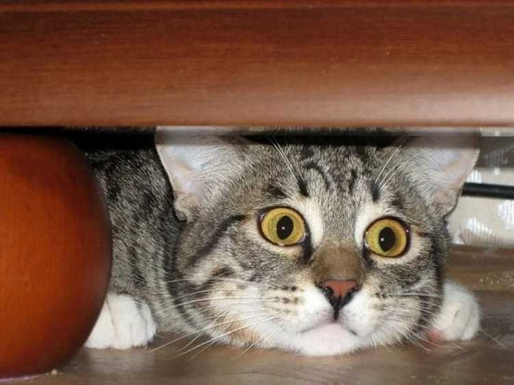 Почему кот прячется под кровать?