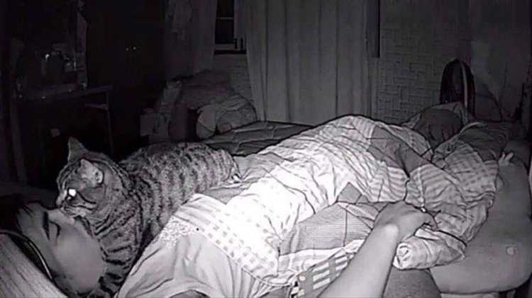 Комфорт и защита: почему коты спят над головой на подушке у хозяек?