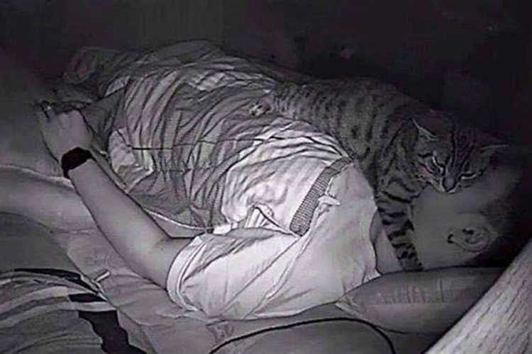Физиологические факторы, по которым кот стал спать под кроватью хозяйки