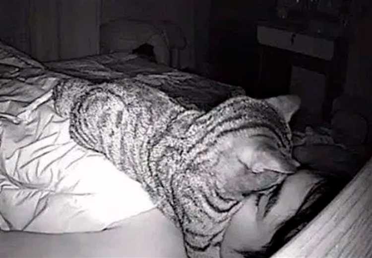 Почему кот стал спать под кроватью хозяйки?