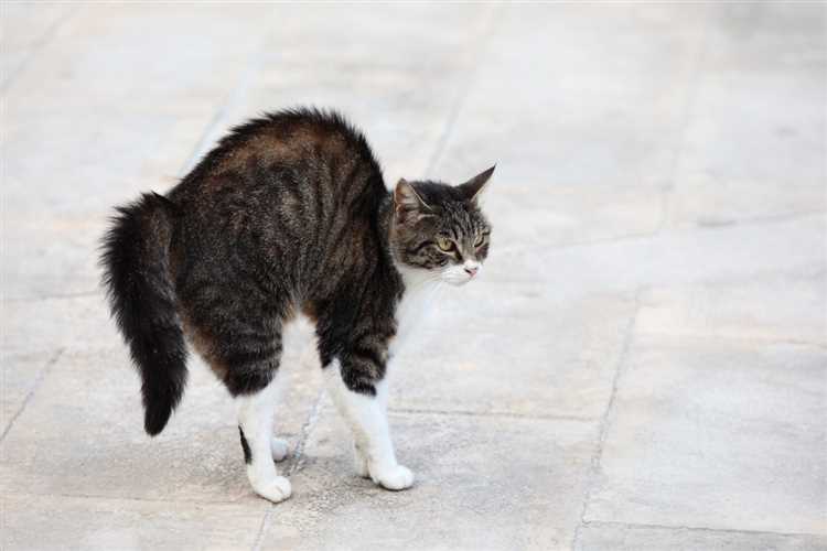 Почему коты ходят с выгнутой спиной?