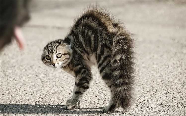 Почему кот ходит с выгнутой спиной?