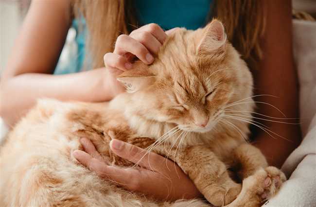 Кошки создают атмосферу уюта и комфорта
