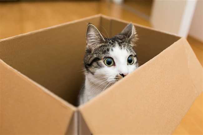 Почему при переезде отдают кошек?
