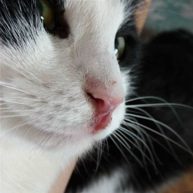 Почему шерсть на носу у кошки с трещинами?