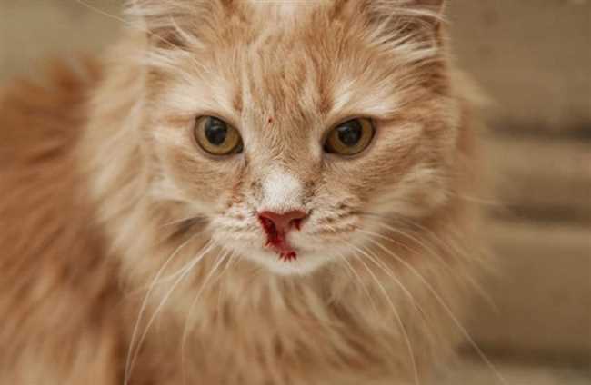 Значимость красного носа для кошек