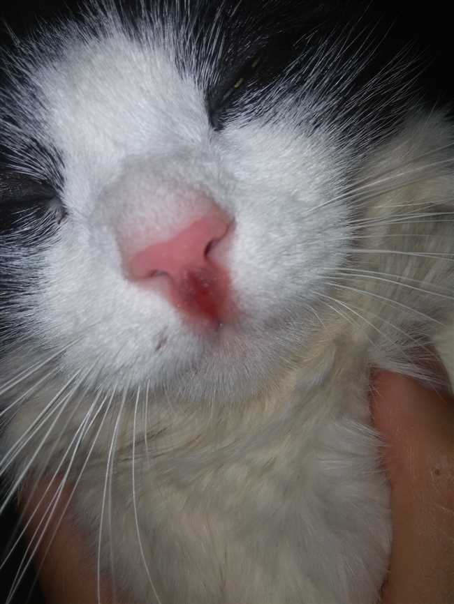 Почему у кошки красный нос?