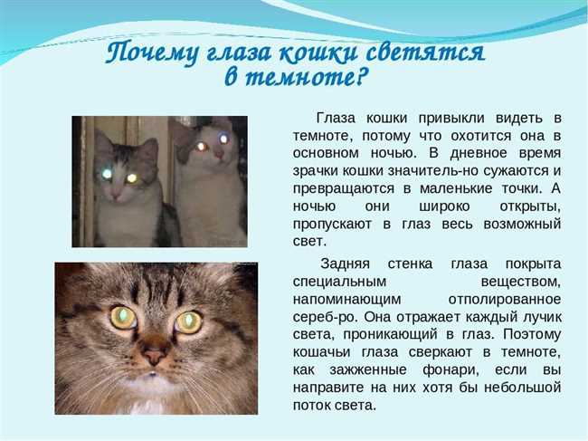 Особенности зрачков у котов