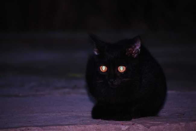 Почему у кота красные глаза в темноте?