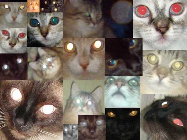 Почему у кота один глаз светится а другой нет?