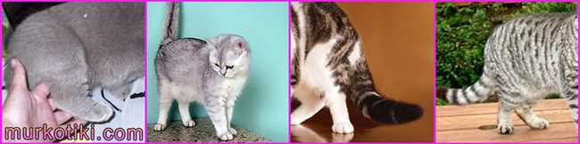 Причины отсутствия гибкости хвостика у шотландской кошки
