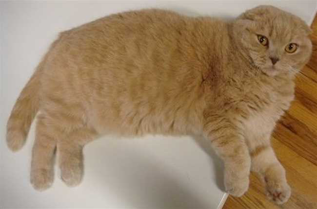 Почему у шотландской кошки вислоухой не гибкий хвостик?