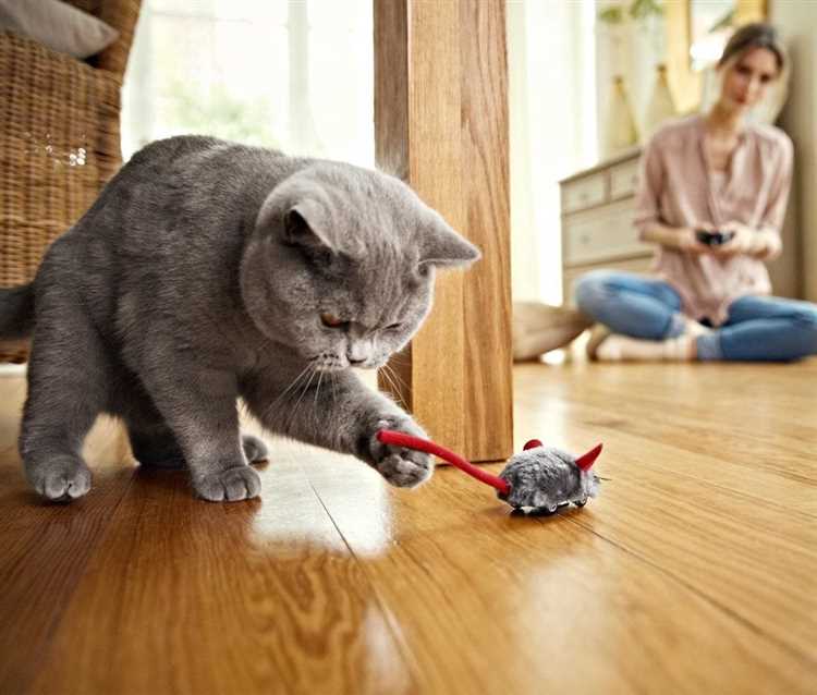 Понимают ли кошки что с ними играют