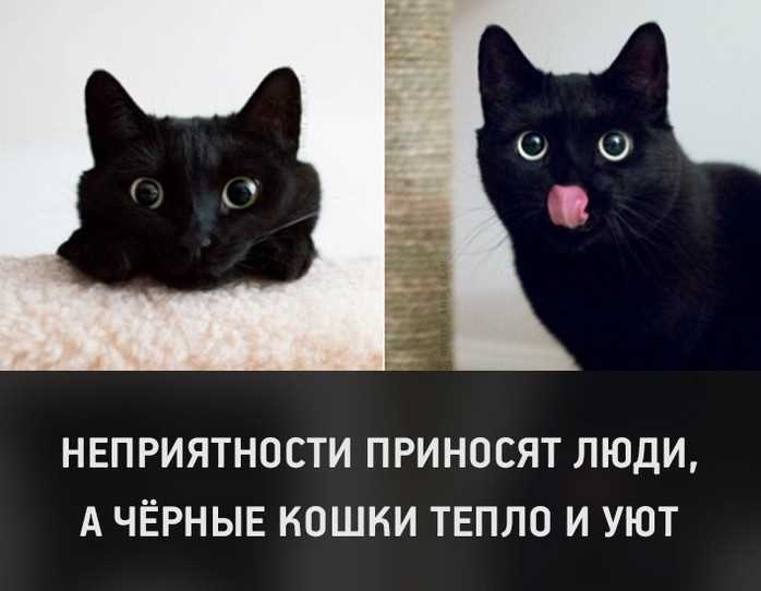Символика черных кошек в разных культурах
