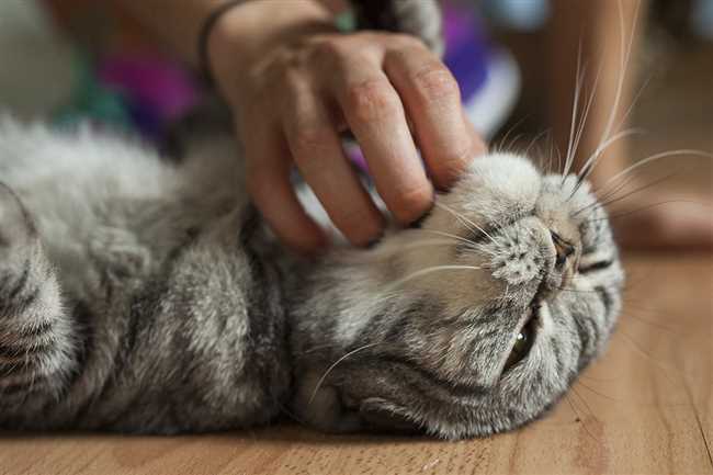 Как мурлыканье кошек может помочь вам здоровьем