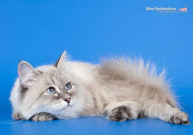 Советы по снижению аллергических реакций на кошек