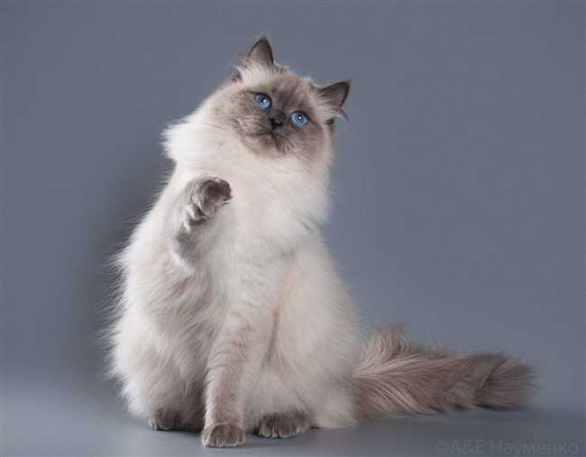 Правда ли что кошки Невская маскарадная не аллергенны?