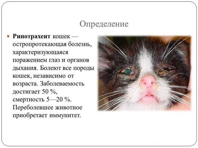 Признаки кальцивироза у котов симптомы