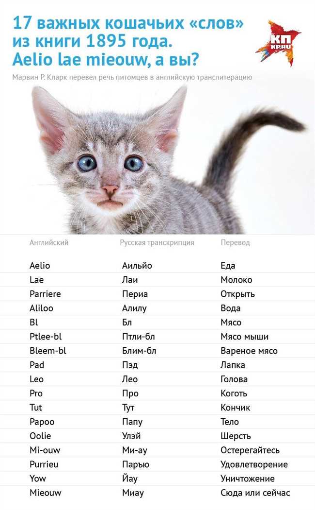 Имена, отражающие характер и особенности кошек