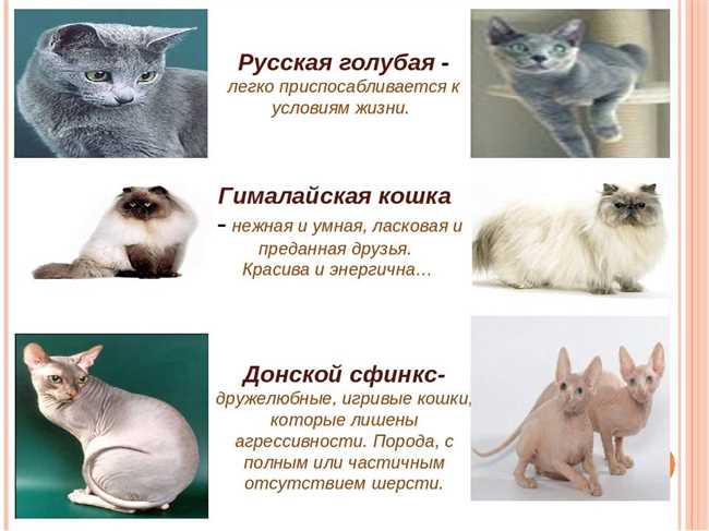 Сфинкс: самая человекоориентированная порода кошек