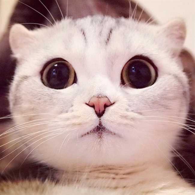 Самые глазастые породы кошек