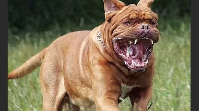 Самые агрессивные породы собак: за что их считают опасными?