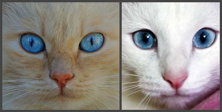 Желтый цвет глаз у кошек
