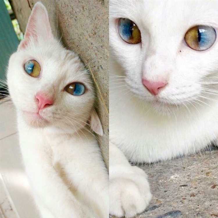 Оранжевый цвет глаз у кошек