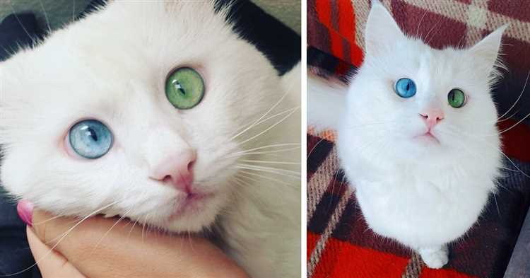 Распространенность разных цветов глаз у кошек