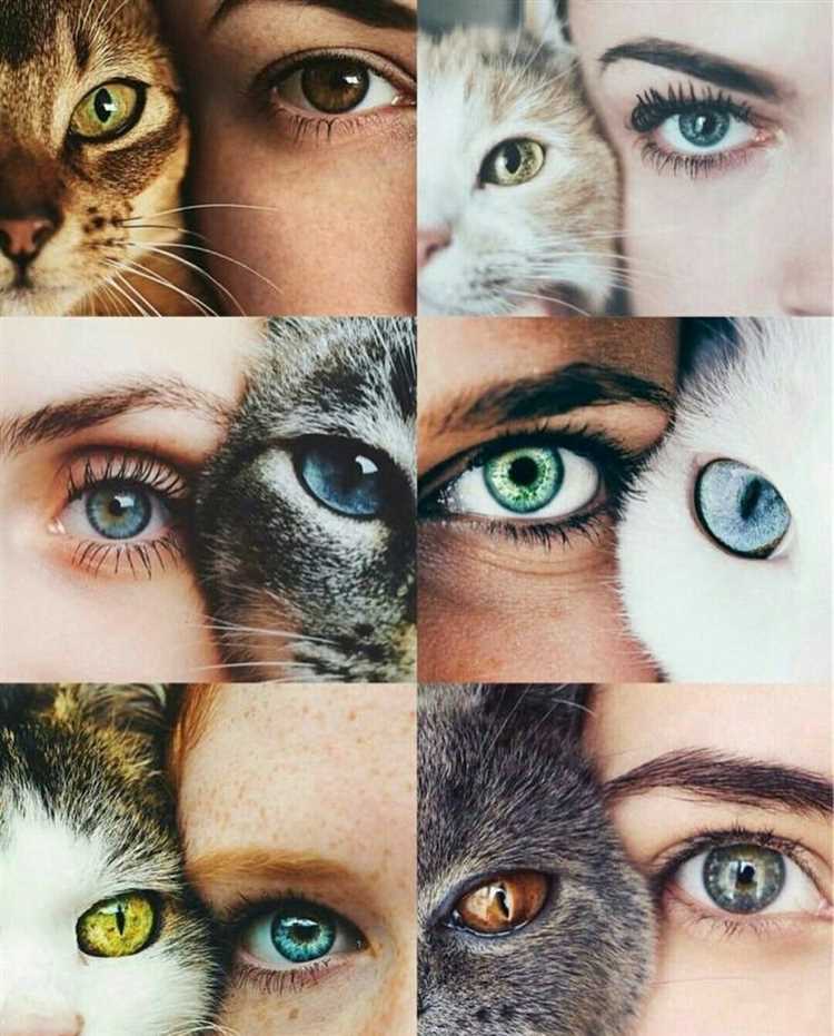 Самый распространенный цвет глаз у кошек