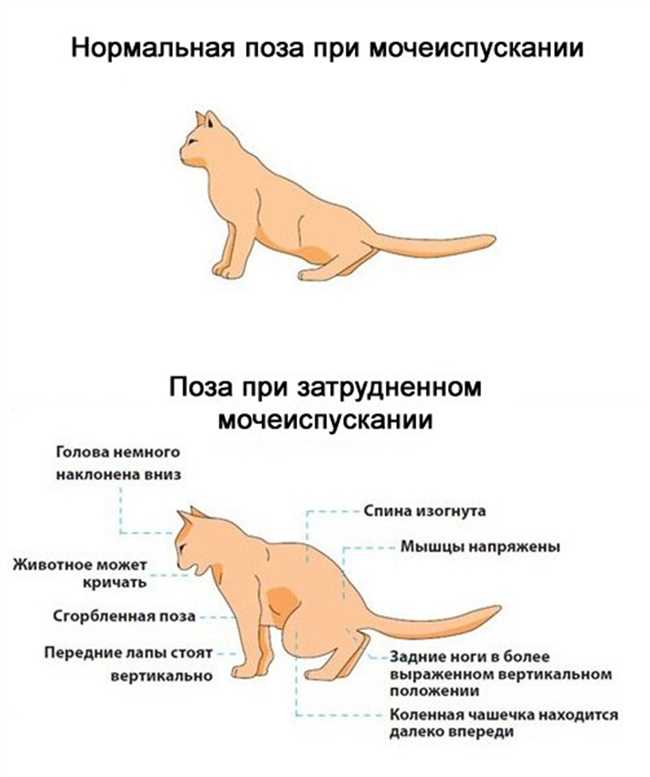 Анатомические особенности кошек, определяющие самое уязвимое место