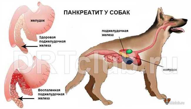 Симптомы рака печени у собак