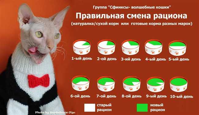 Правильное питание кошки