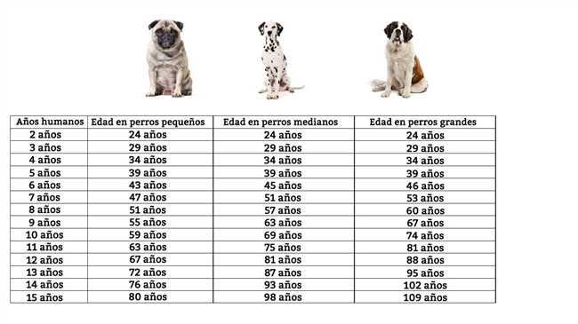 Сравнение возраста собаки и человека