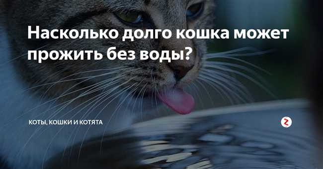 Сколько кошка может прожить без хозяина?