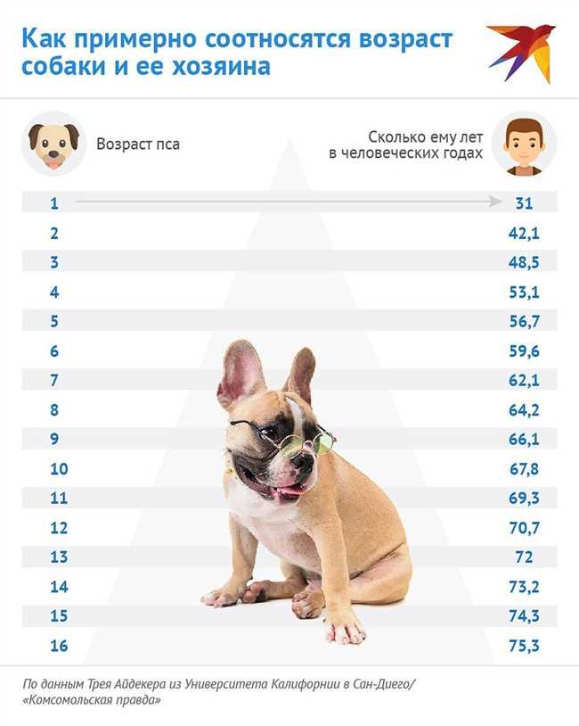Сколько лет семнадцатилетней собаке по человеческим меркам?