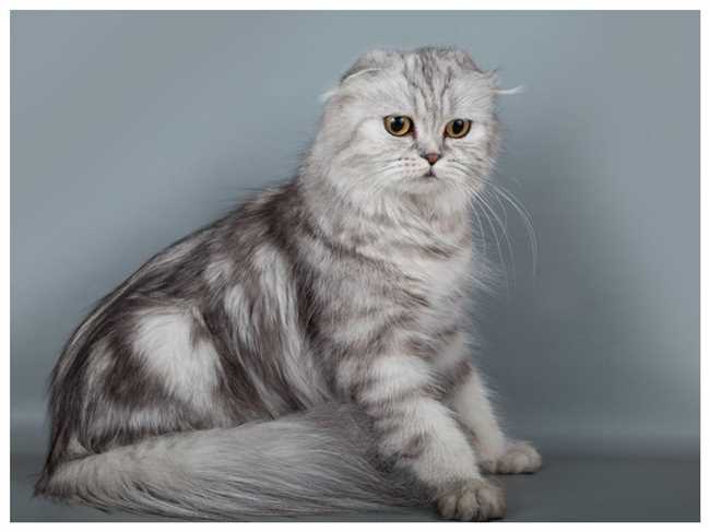 Профилактика заболеваний у длинношерстных британских вислоухих кошек