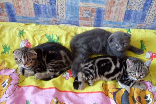 Процесс родов у кошек