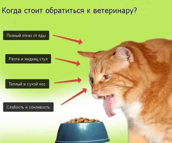 Влияние голода на здоровье кошек