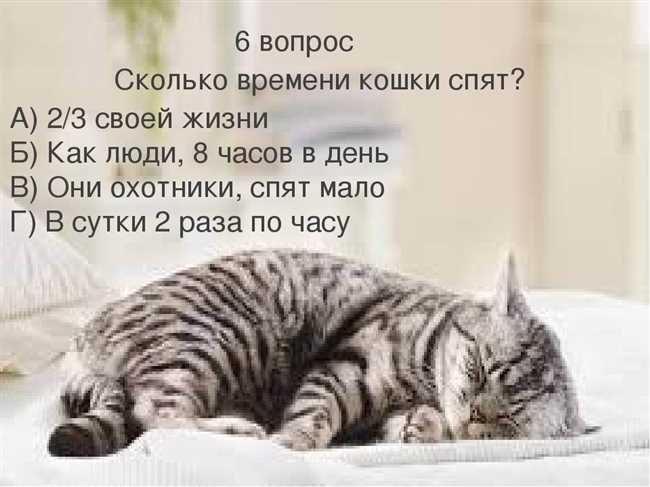 Сколько процентов жизни спят кошки?