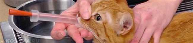 Сколько раз промывать нос физраствором котенку в день ко?