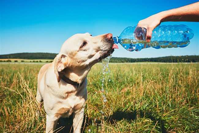 Причины дыхательных проблем у собак в жару