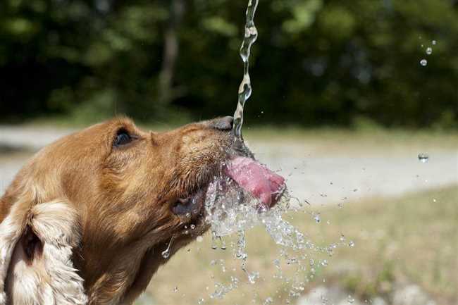 Сколько собака дышит в жару?