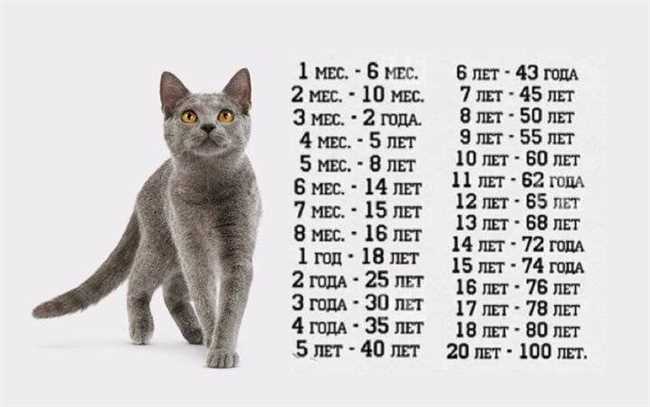 Сколько у котов жизней на самом деле?