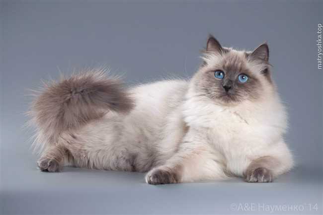 Сколько весит Невская маскарадная кошка взрослая?