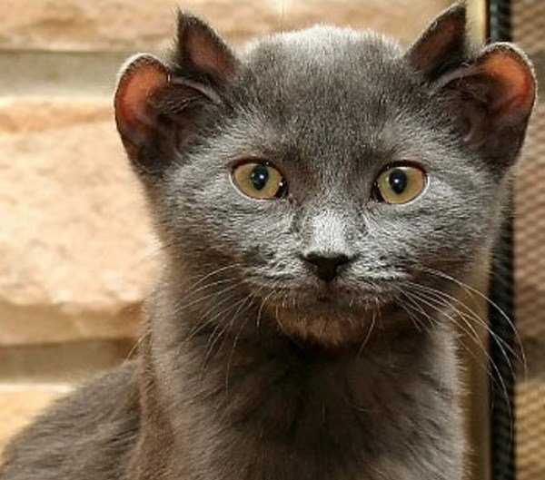 Черные уши у котов: особенность окраски